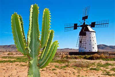 Kaktus und Windmühle Impression